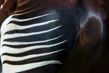 Okapi (Okapia johnstoni), forest giraffe or zebra giraffe