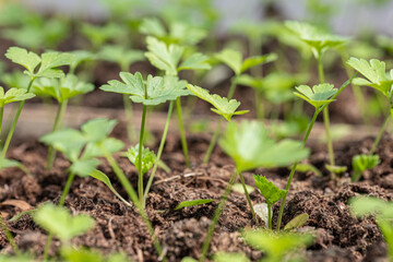 Vibrant green seedlings of salad in a greenhouse