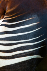 Okapi (Okapia johnstoni), forest giraffe or zebra giraffe