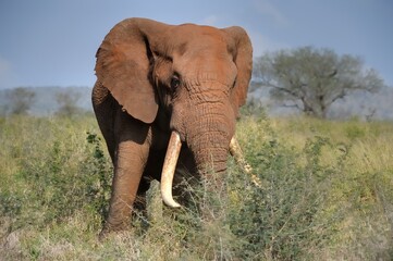 Fototapeta na wymiar TUSKER. Mature bull elephant (Loxodonta africana) , kwazulu Natal, South Africa 