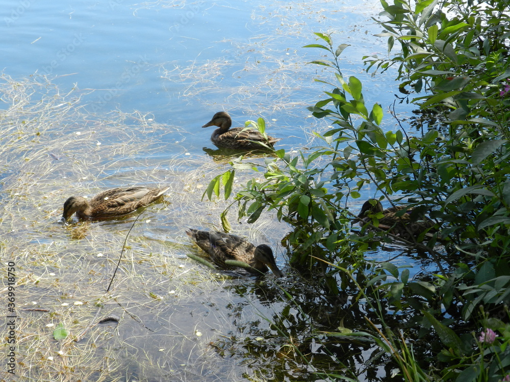 Wall mural duck in the pond