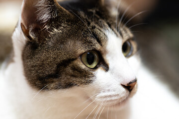 見つめる猫　　キジトラ猫