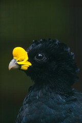 Bare-faced curassow (Crax fasciolata)