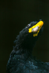 Bare-faced curassow (Crax fasciolata)