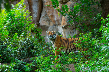 Indochinese tiger, Panthera tigris corbetti, among natural vegetation