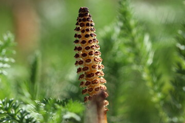 Blume, Wiese, Natur, Pflanze, Makro, Nahaufnahme