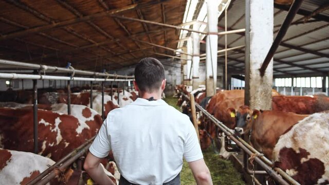 Back of young farmer walking along cows line eating grass on farm (cowshed barn). Man checking work. Livestock farmers insurance. Summer sunshine rises. Organic nutrition. Healthy lifestyle. 4K
