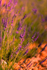 Lavender fields in Brihuega, Guadalajara, Spain.