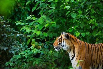 Indochinese tiger, Panthera tigris corbetti, among natural vegetation