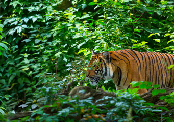 Indochinese tiger, Panthera tigris corbetti, among natural vegetation