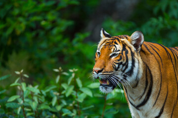 Indochinese tiger (Panthera tigris corbetti)