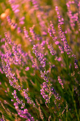 Lavender fields in Brihuega, Guadalajara, Spain.