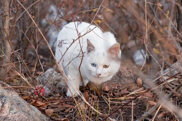close up image of a white cat with heterochromia iridum, different eye color 