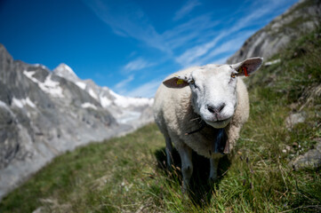 portrait of a sheep in the Valais alps