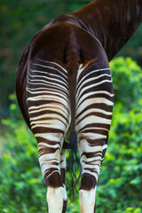 Okapi (Okapia johnstoni), forest giraffe or zebra giraffe