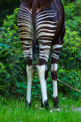 Okapi (Okapia johnstoni), forest giraffe or zebra giraffe