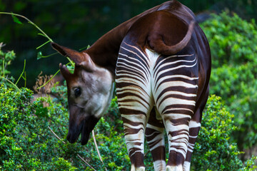 Okapi (Okapia johnstoni), forest giraffe or zebra giraffe