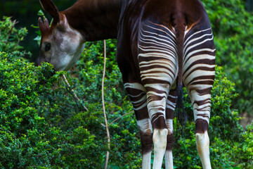 Okapi (Okapia johnstoni), forest giraffe or zebra giraffe