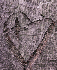 tree love