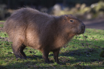 Fototapeta premium capybara