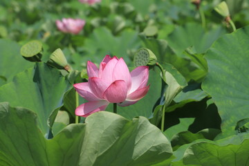 Lotus flowers  in Ueno Park ,japan,tokyo