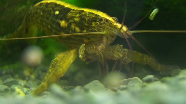 Macro shot of Freshwater Bamboo Shrimp eating. Atyopsis moluccensis.