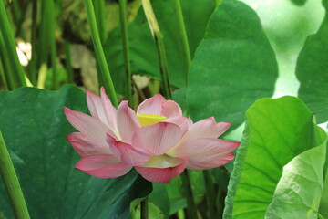 Lotus flowers  in Ueno Park ,japan,tokyo