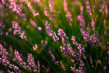Lavender fields in Brihuega, Guadalajara, Spain.