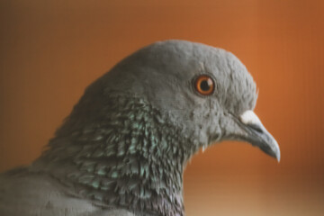 close up of a pigeon
