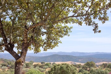 Olive tree in the field and mountain landscape.
