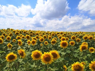 Naklejka premium field of sunflowers