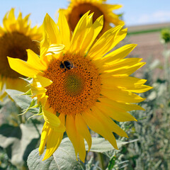 Naklejka premium sonnenblume