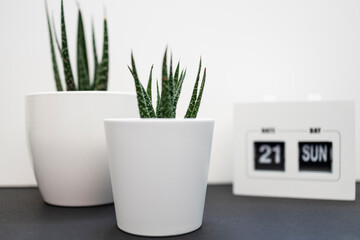 Cactus in white pots and calendar