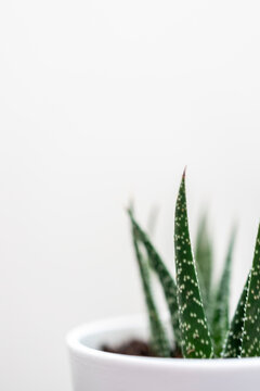 Green Home Cactus In A White Pot