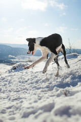 border collie dog jumping to catch a snowball on a hill in the winter