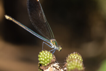 Libélula posando sobre una unos frutos del bosque