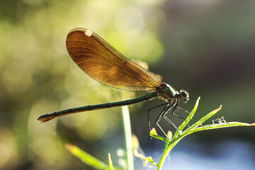 Libélula posando sobre una hoja