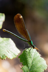 Libélula posando sobre una hoja