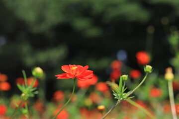 Cosmos field of various colors in Hamarikyu  Garden ,japan,tokyo