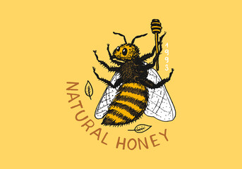 Honey and bees. Vintage logo for typography, shop or signboards. Badge for t-shirts. Hand Drawn engrave sketch. Vector illustration.