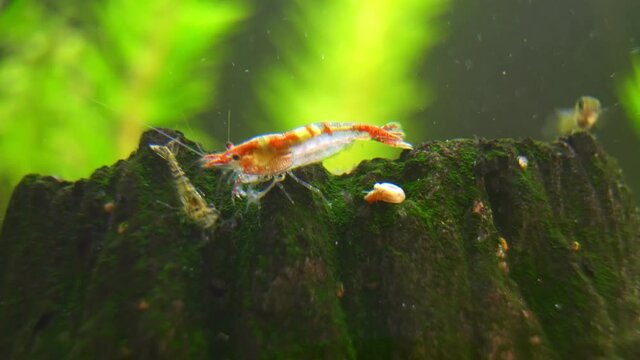 Shrimp in freshwater aquarium. Neocaridina davidi or Rili shrimp.