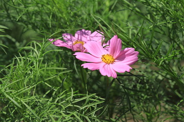 Cosmos field of various colors in Hamarikyu  Garden ,japan,tokyo