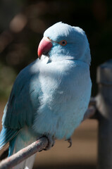Canberra Australia, Psittacula krameri or blue indian ring neck parrot