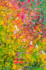 Autumn, MAPLE - ARCE, Spain, Europe