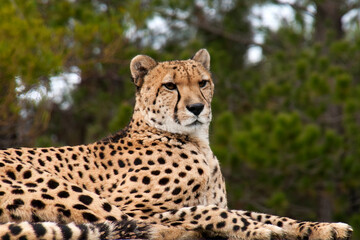 Canberra Australia, cheetah sitting but alert