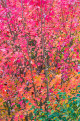 Obraz na płótnie Canvas Autumn, MAPLE - ARCE, Spain, Europe