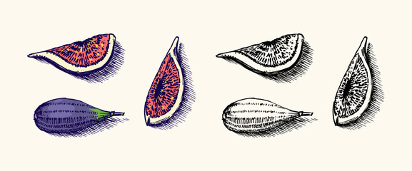 Fototapeta na wymiar Fresh fig. Fruit Foliage. Detox spice. Vector Engraved hand drawn sketch for stamp, t-shirt or typography or menu. 