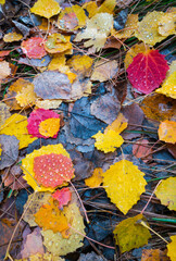 AUTUMN, Populus tremula, commonly called aspen, common aspen, Eurasian aspen, European aspen, or quaking aspen, Jacetania, Huesca, Aragon, Spain, Europe