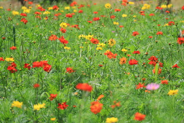 Fototapeta premium Cosmos field of various colors in Hamarikyu Garden ,japan,tokyo