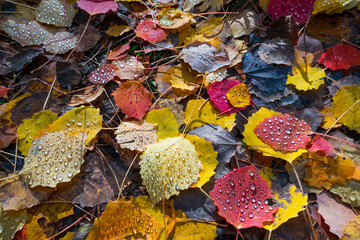 AUTUMN, Populus tremula, commonly called aspen, common aspen, Eurasian aspen, European aspen, or...